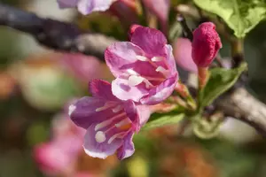 Weigela florida 'Variegata' - 5 Ltr pot
