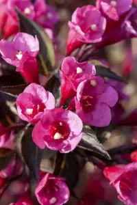 Weigela florida 'Victoria' - 2 Ltr pot - image 3