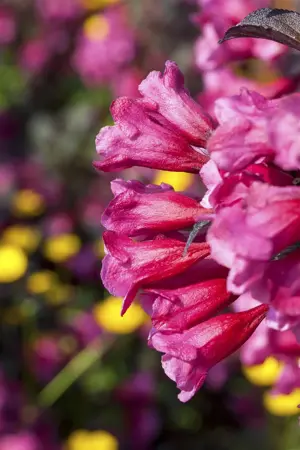 Weigela florida 'Victoria' - 2 Ltr pot - image 4