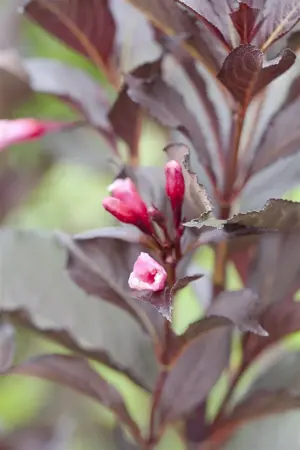 Weigela florida 'Victoria' - 3 Ltr pot - image 2