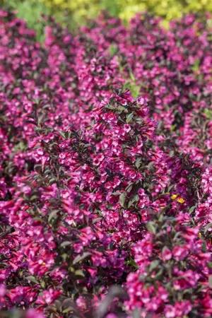 Weigela florida 'Victoria' - 80-100 CM C7.5 - image 5