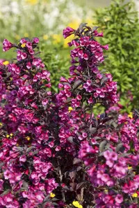 Weigela florida 'Victoria' - 60-80 CM C7.5 - image 5