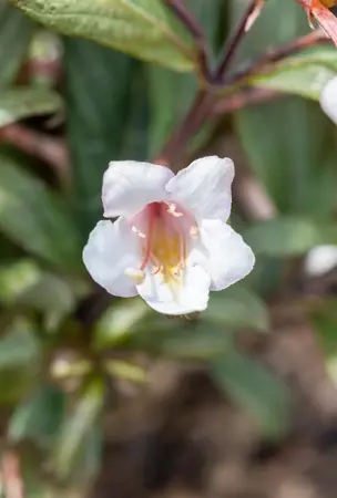 Weigela florida 'Vintage Love' - 3 Ltr pot - image 2