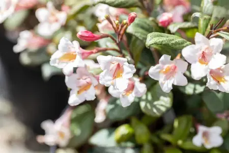 Weigela florida 'Vintage Love' - 3 Ltr pot - image 1