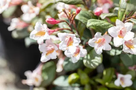 Weigela florida 'Vintage Love' - 30-40 CM C5 - image 1