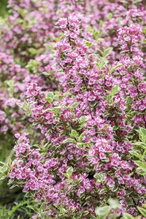 Weigela 'Kosteriana Variegata' - 3 Ltr pot - image 1