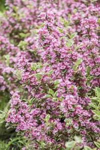 Weigela 'Kosteriana Variegata'