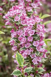 Weigela 'Kosteriana Variegata' - 3 Ltr pot - image 2