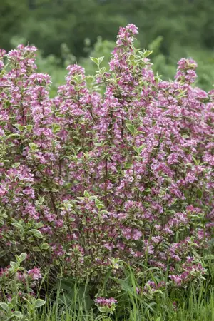 Weigela 'Kosteriana Variegata' - 3 Ltr pot - image 4