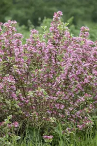 Weigela 'Kosteriana Variegata' - 3 Ltr pot - image 4