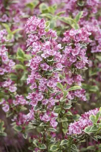 Weigela 'Kosteriana Variegata' - 3 Ltr pot - image 5