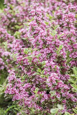 Weigela 'Kosteriana Variegata' - LINERS 18 CEL TRAY P9 SIZE - image 1