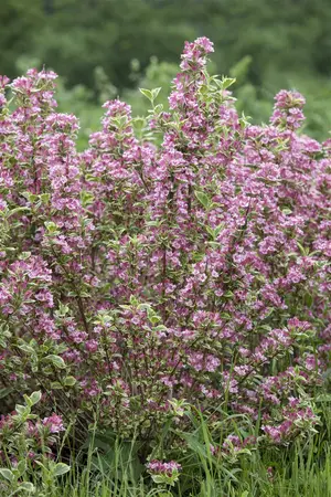 Weigela 'Kosteriana Variegata' - LINERS 18 CEL TRAY P9 SIZE - image 4