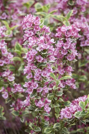 Weigela 'Kosteriana Variegata' - LINERS 18 CEL TRAY P9 SIZE - image 5