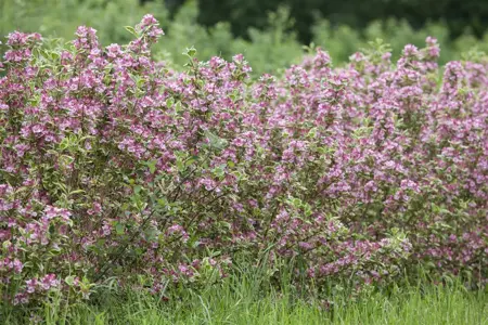 Weigela 'Kosteriana Variegata' - 3 Ltr pot - image 3
