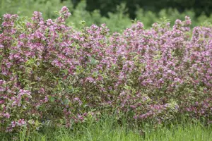 Weigela 'Kosteriana Variegata' - 3 Ltr pot - image 3