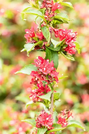 Weigela Nain Rouge - 30-40 CM C3.5 - image 4