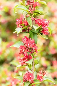 Weigela Nain Rouge - 30-40 CM C3.5 - image 4