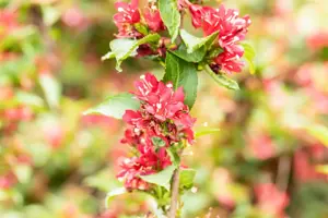 Weigela Nain Rouge - 30-40 CM C3.5 - image 3