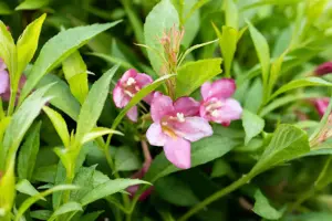 Weigela 'Picobella Bianco' - P9 - image 4