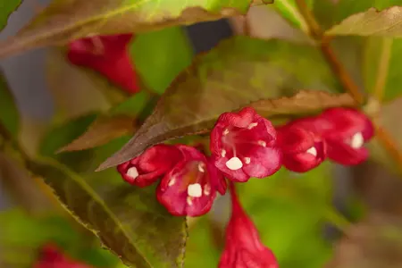 Weigela 'Picobella Bianco' - 3 Ltr pot - image 2