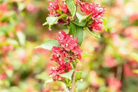 Weigela 'Picobella Bianco' - 3 Ltr pot - image 5