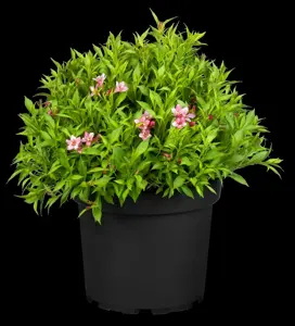Weigela 'Picobella? Rosa' - 40-50 CM RB - image 2
