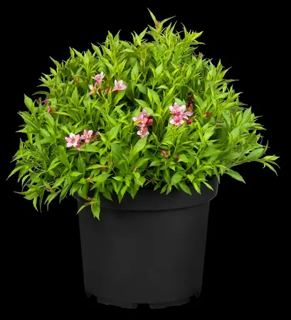 Weigela 'Picobella? Rosa' - 20-25 CM P9 - image 2