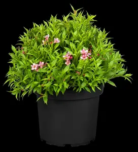 Weigela 'Picobella? Rosa' - 20-25 CM P9 - image 2