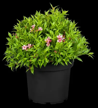 Weigela 'Picobella Roso' (Red) - P9 - image 2
