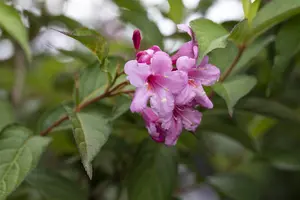 Weigela 'Picobella Roso' (Red) - 30-40 CM C10 - image 4