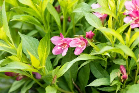 Weigela 'Picobella Roso' (Red) - 3 Ltr pot - image 2