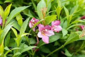 Weigela 'Picobella Roso' (Red) - 3 Ltr pot - image 3