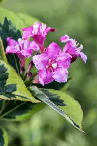 Weigela 'Princess Ayla'?