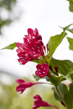 Weigela 'Red Prince' - 60-80 CM C6.5 - image 4