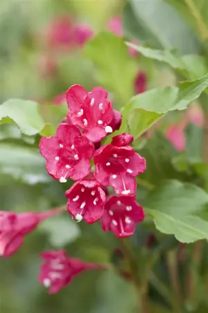 Weigela 'Red Prince' - 60-80 CM C6.5 - image 5