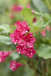 Weigela 'Red Prince' - 60-80 CM C6.5 - image 5