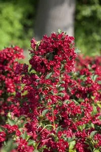 Weigela 'Red Prince' - 40-50 CM C10 - image 5