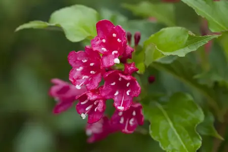 Weigela 'Red Prince' - 60-80 CM C6.5 - image 2