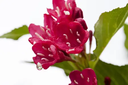 Weigela 'Red Prince' - 40-50 CM C6.5 - image 3