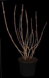 Weigela 'Red Prince' - 60-80 CM C7.5 - image 1