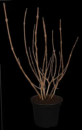 Weigela 'Red Prince' - 60-80 CM C10 - image 1