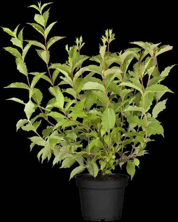 Weigela 'Rosea' - 125-150 CM C5 - image 1