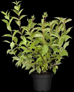 Weigela 'Rosea' - 175-200 CM RB - image 1