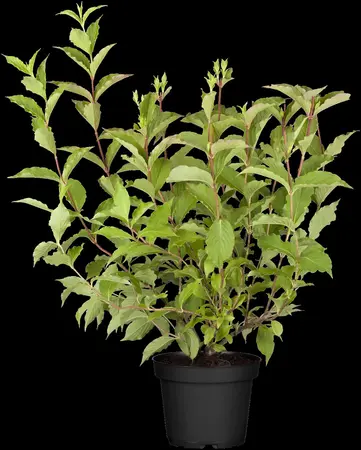 Weigela 'Rosea' - 40-50 CM C3 - image 1