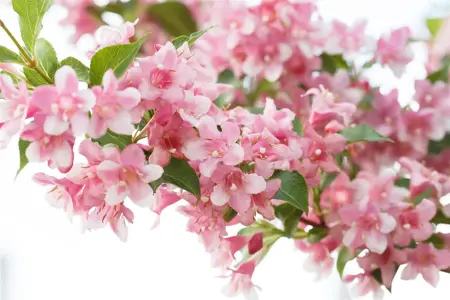 Weigela 'Rosea' - P9 - image 2