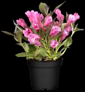 Weigela 'Rumba' - 3 Ltr pot - image 2