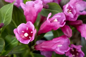 Weigela 'Rumba' - 3 Ltr pot - image 2
