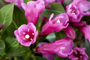 Weigela 'Rumba' - 1.5 Ltr pot