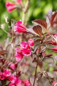WEIGELA WINE AND ROSES  2L - image 1